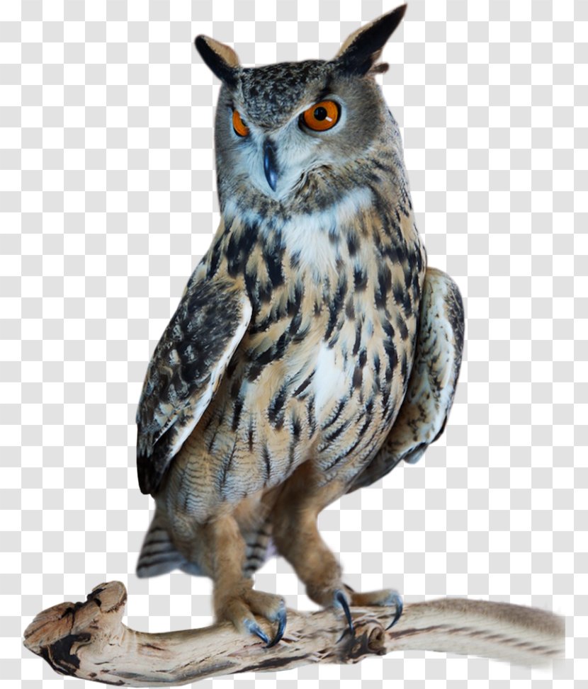Great Horned Owl Bird Tawny Northern Hawk-owl - Barn Transparent PNG