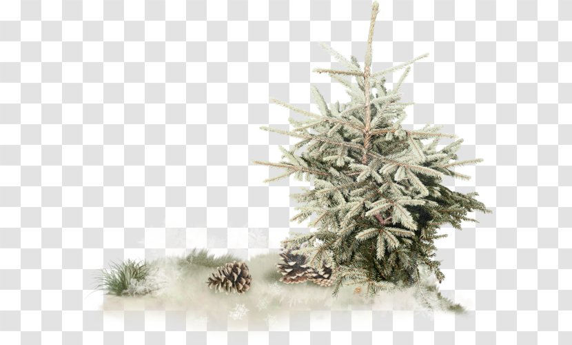 Spruce Pine Christmas Tree Fir - Decoration - بسم الله الرحمن الرحيم Transparent PNG