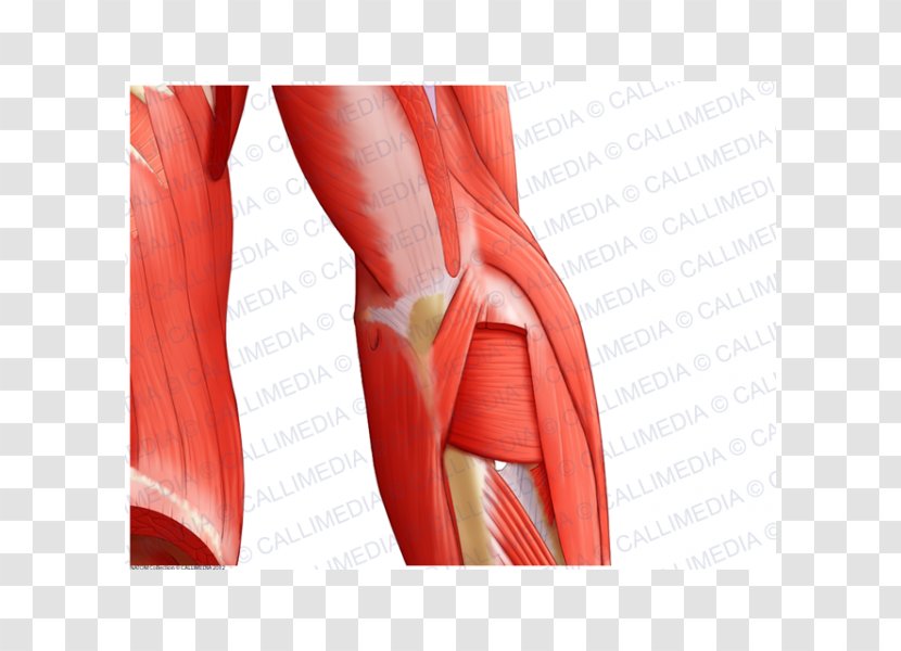 Elbow Forearm Muscle Anatomy - Flower - Arm Transparent PNG