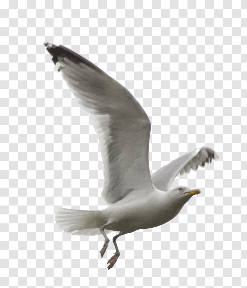 European Herring Gull Gulls Bird KakaoTalk - Web Design Transparent PNG