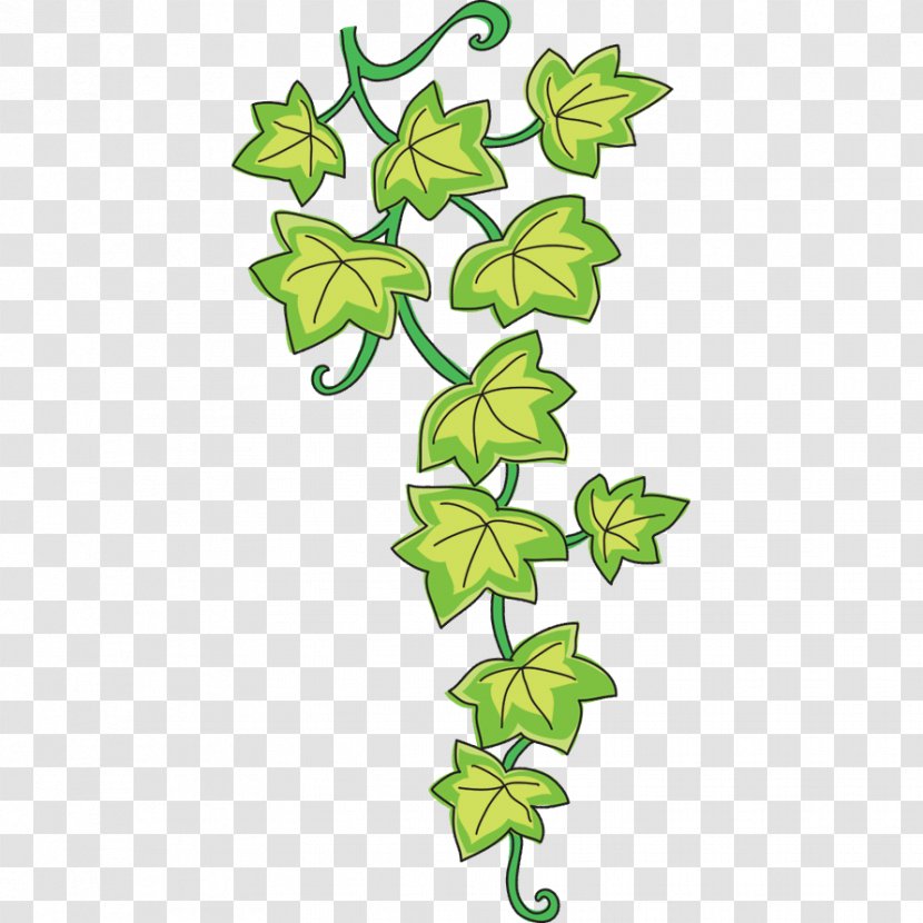 Vine Common Ivy Drawing Sticker Clip Art - Flowering Plant - Enredadera Transparent PNG
