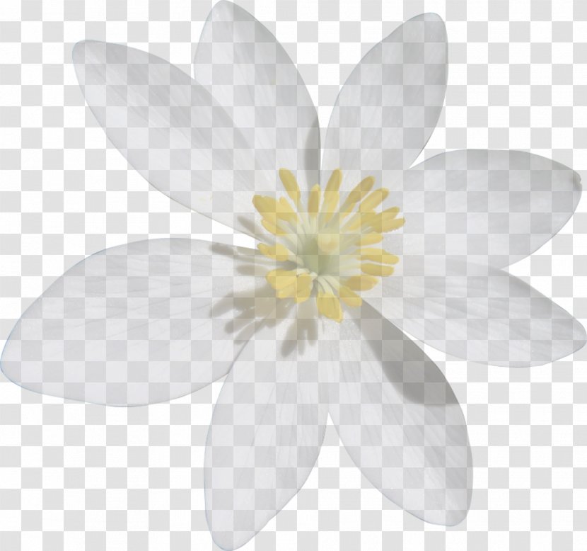 Petal White Flower - Plant Transparent PNG