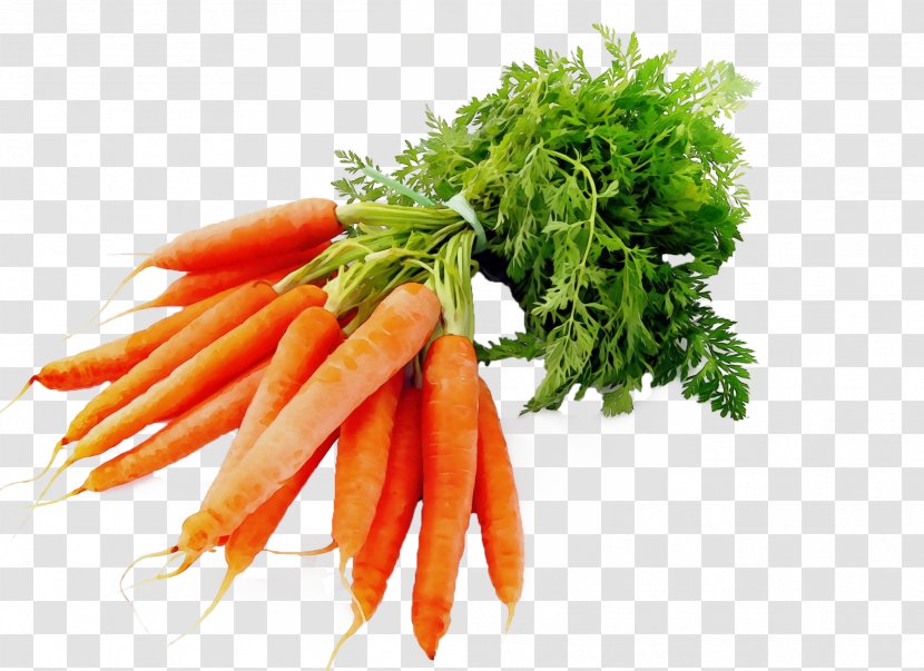 Carrot Vegetable Food Root Plant - Wild Ingredient Transparent PNG
