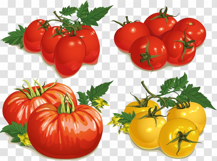 Tomato - Bush - Local Food Transparent PNG