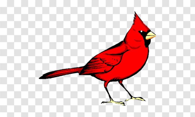 Red Bird Animal Clinic Northern Cardinal Clip Art Image - Veterinarian Transparent PNG