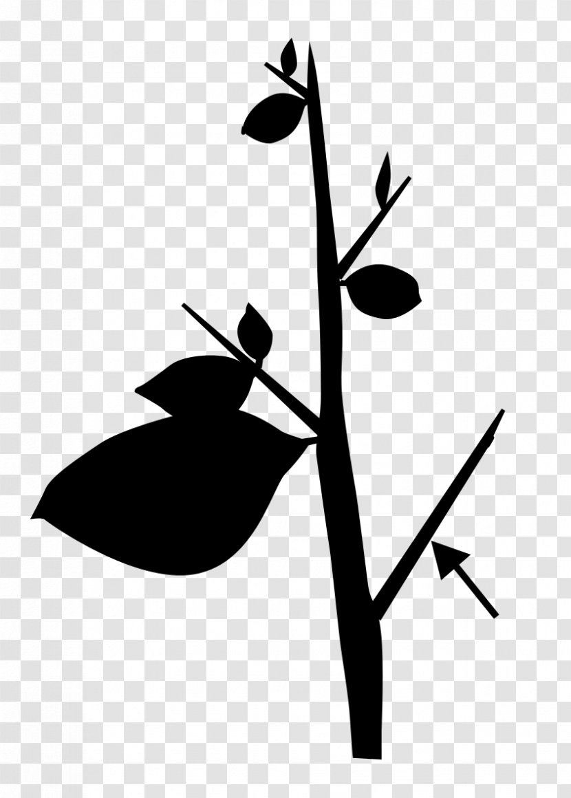 Twig Leaf Plant Stem Botany Flowering - Pedicel Transparent PNG