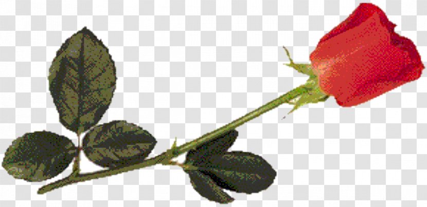 Garden Roses Paper Wedding Invitation Bud Leaf - Rose Family - Secarik Kertas Transparent PNG