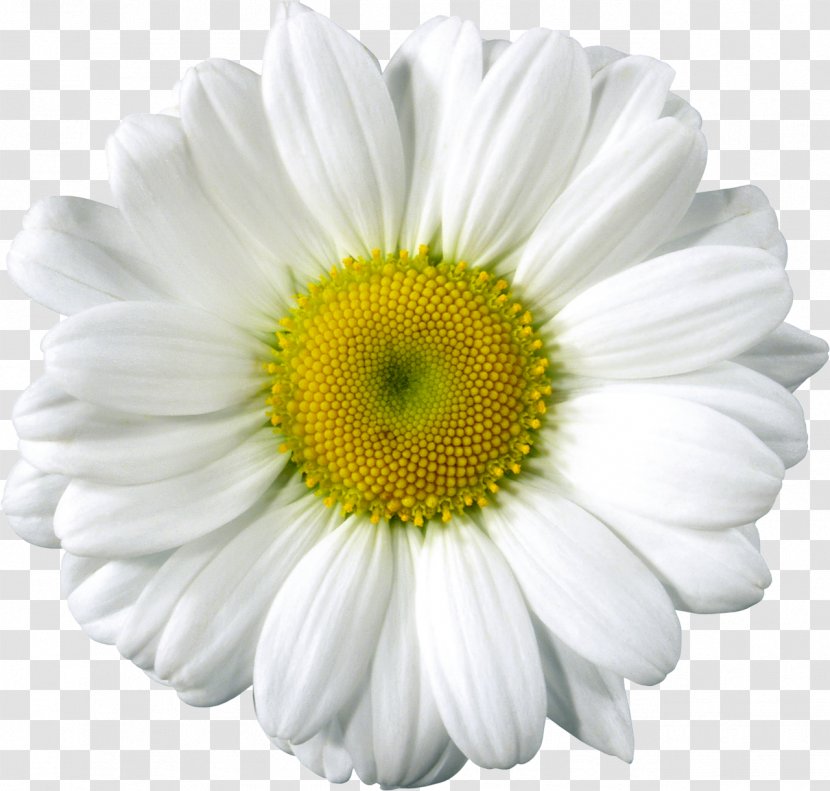 Desktop Wallpaper Clip Art - Tree - White Flower Transparent PNG