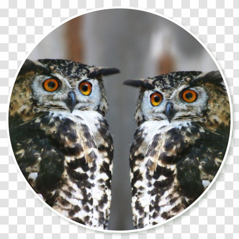 Owl Fauna Beak - Bird Transparent PNG