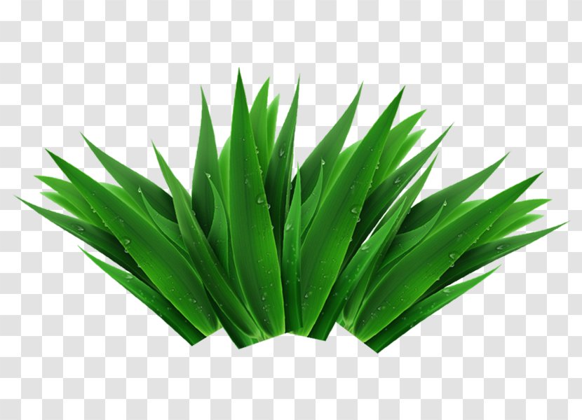 Download Computer File - Grass Transparent PNG