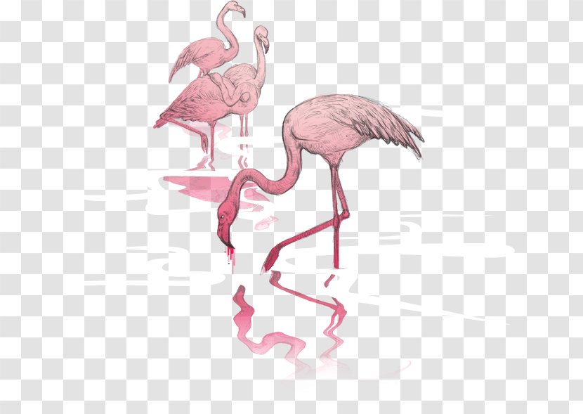 Water Bird Agencja Interaktywna Bloomnet Vertebrate - Flamingo - Flamingos Transparent PNG