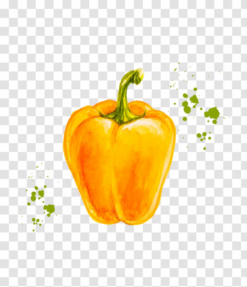 Yellow Bell Pepper Chili Drawing Vector Graphics - Orange - Accuarella Cartoon Transparent PNG