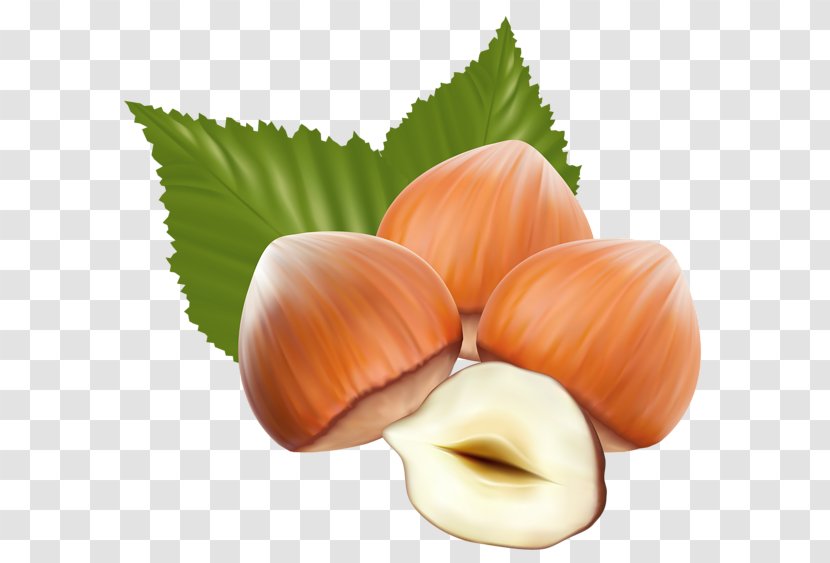 Praline Hazelnut Royalty-free Clip Art - Food - Nuts Transparent PNG