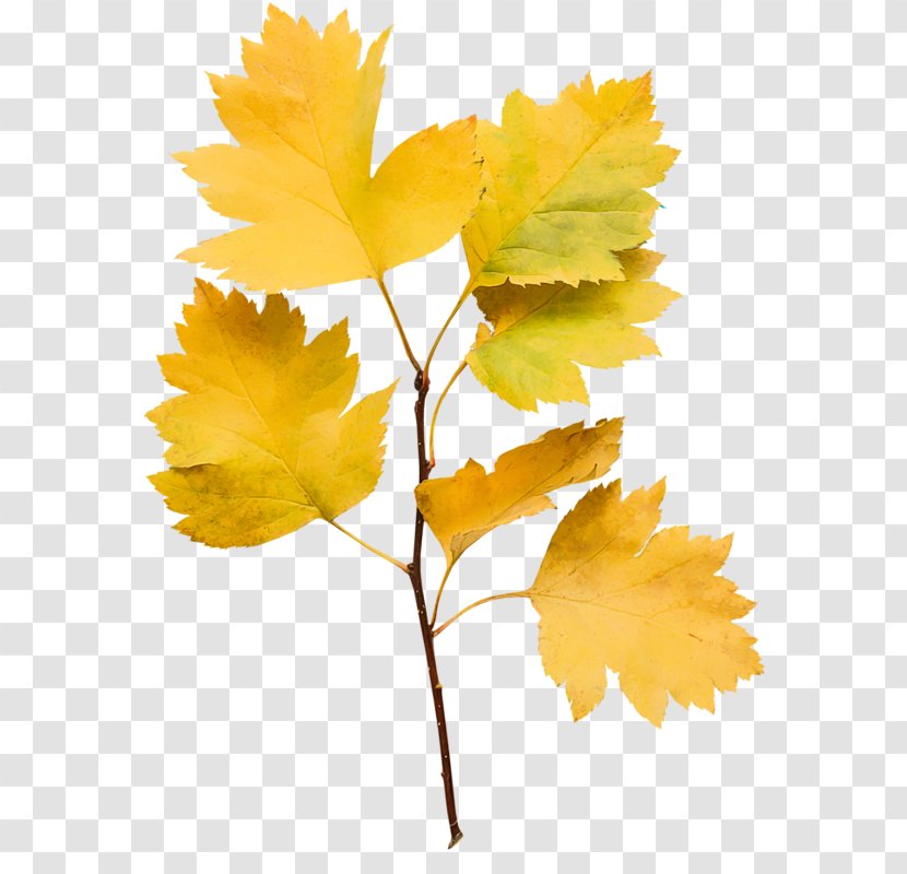 Maple Leaf Twig Plant Stem Petal - Yellow Transparent PNG