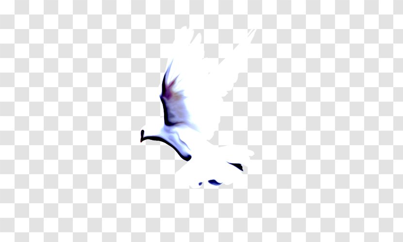 Feather - Sky - Seabird Bird Transparent PNG