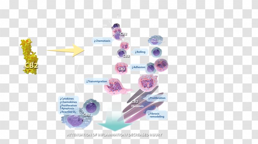 Inflammation Tissue Infection Chemokine Adaptive Immune System - Immunity Transparent PNG
