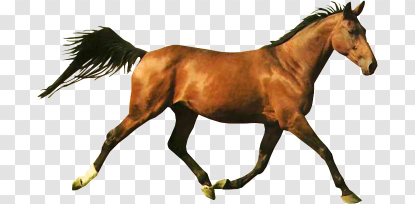 Horse Racing Shergar Web Browser Transparent PNG