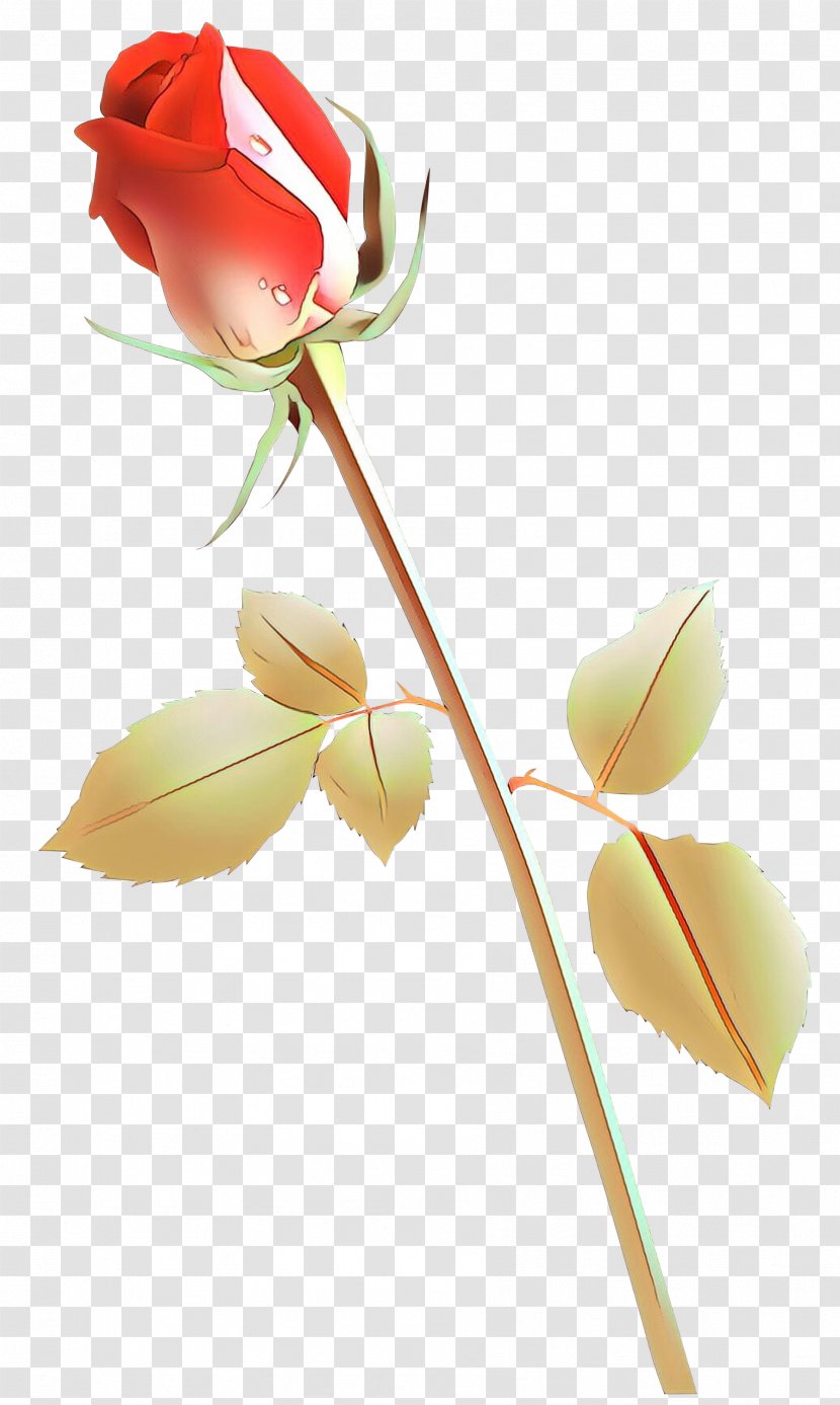 Rose Family Still Life Photography Plant Stem Cut Flowers - Artificial Flower - Botany Transparent PNG