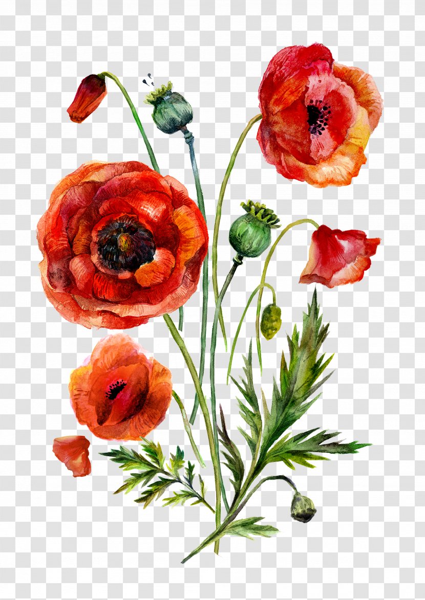 Watercolor Painting Common Poppy Illustration - Coquelicot - Flowers Transparent PNG