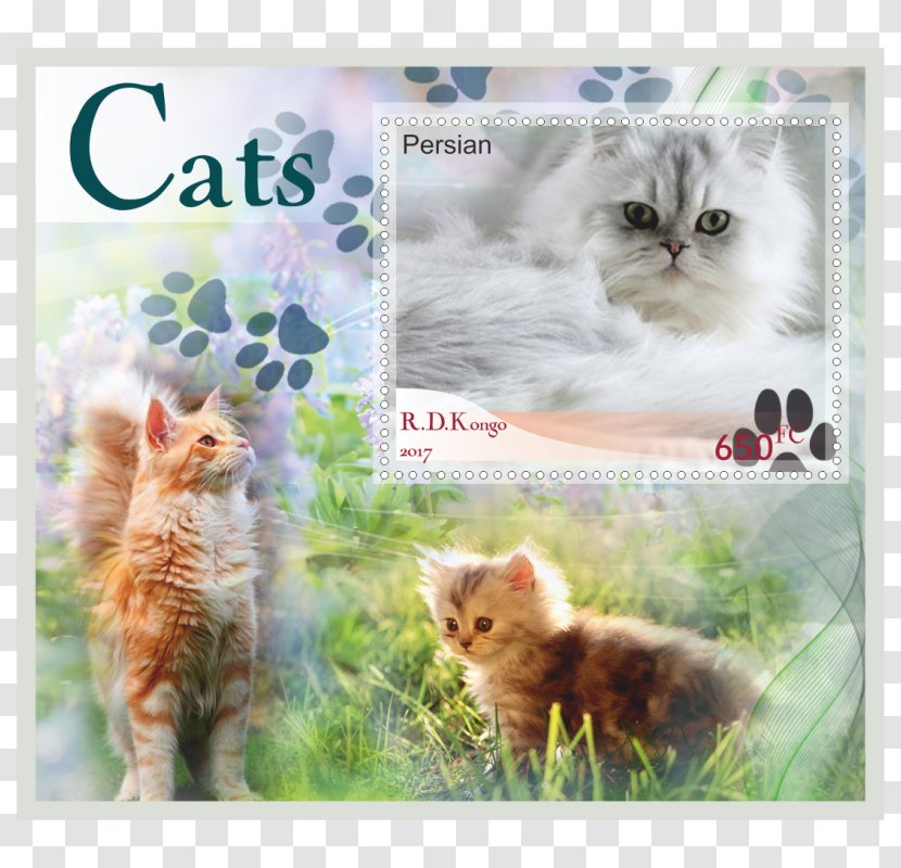Kitten Whiskers Tabby Cat Printing - Organism Transparent PNG