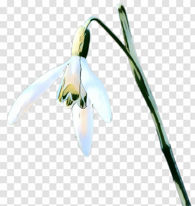 Galanthus Snowdrop Flower Plant Flowering - Retro - Amaryllis Family Summer Snowflake Transparent PNG
