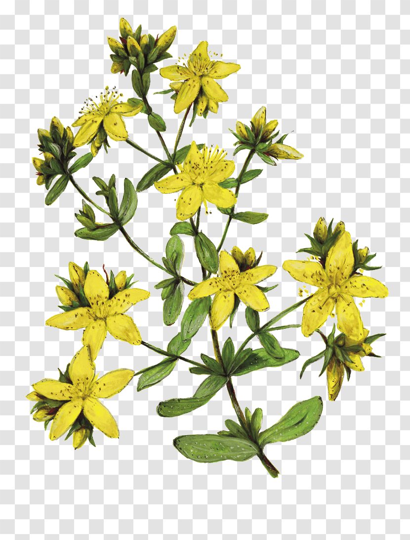 Perforate St John's-wort Herbalism Drawing Daisy Family Ardèche - Flower Transparent PNG