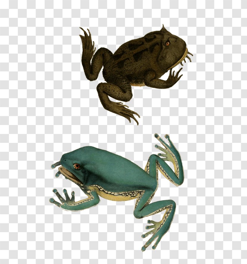 True Frog Toad Tree Reptile Transparent PNG