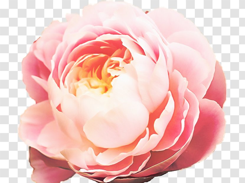 Garden Roses - Flower - Rose Family Hybrid Tea Transparent PNG