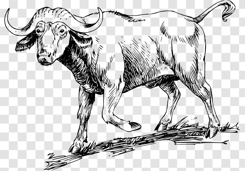 Water Buffalo American Bison African Drawing Clip Art Transparent PNG