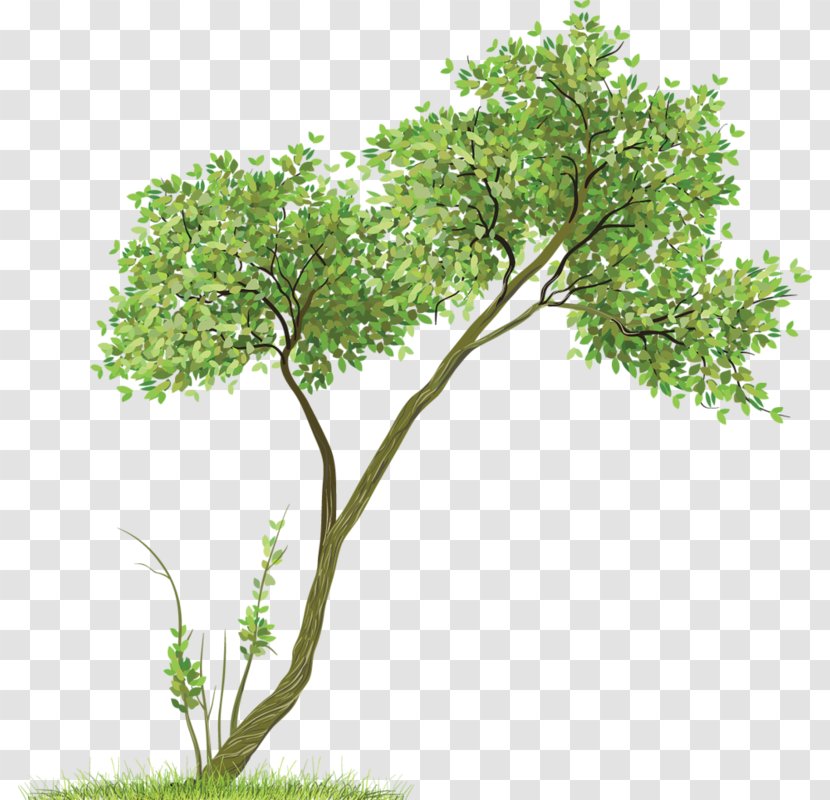 Drawing Paper Tree Sketch - Doodle Transparent PNG