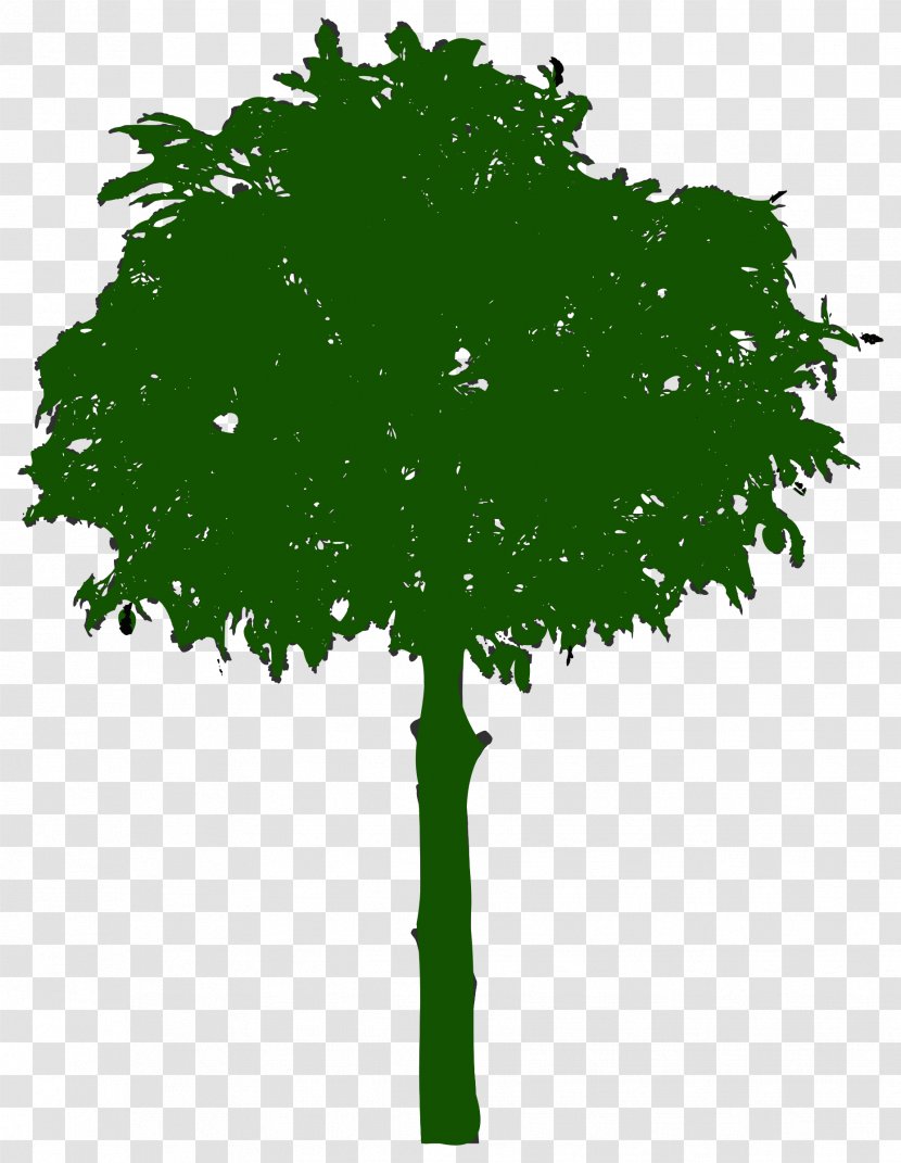 Branch Leaf Tree Oak Clip Art - Plane Family Transparent PNG