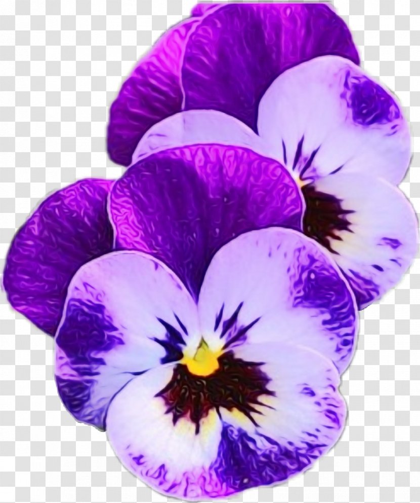 Flower Flowering Plant Violet Purple Petal - Family Pansy Transparent PNG