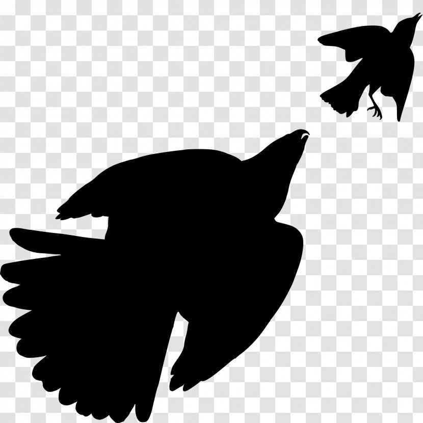 The Birds Of America Cooper's Hawk Bird Prey - Beak - Png Silhouette Transparent PNG