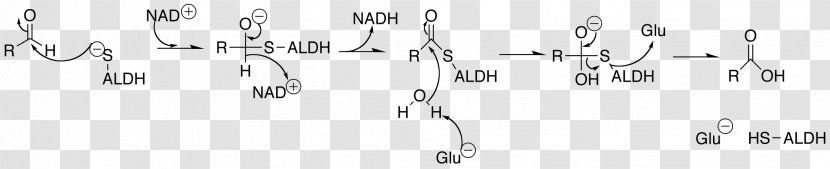 Aldehyde Dehydrogenase Acetaldehyde ALDH2 - Heart - Tree Transparent PNG