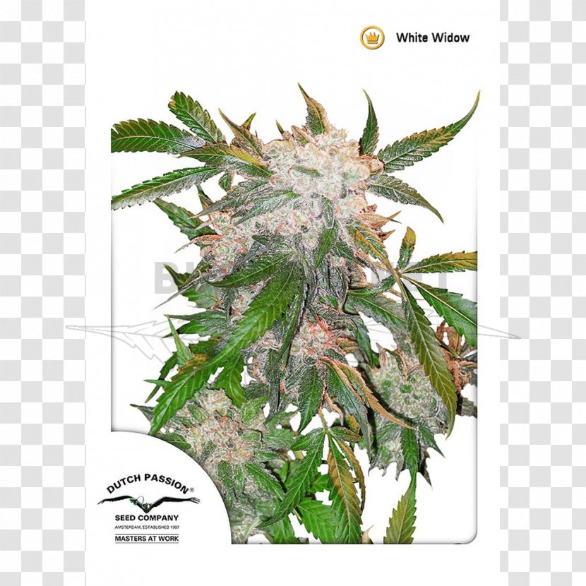 White Widow Skunk Haze Cannabis Sativa - Cannabidiol Transparent PNG