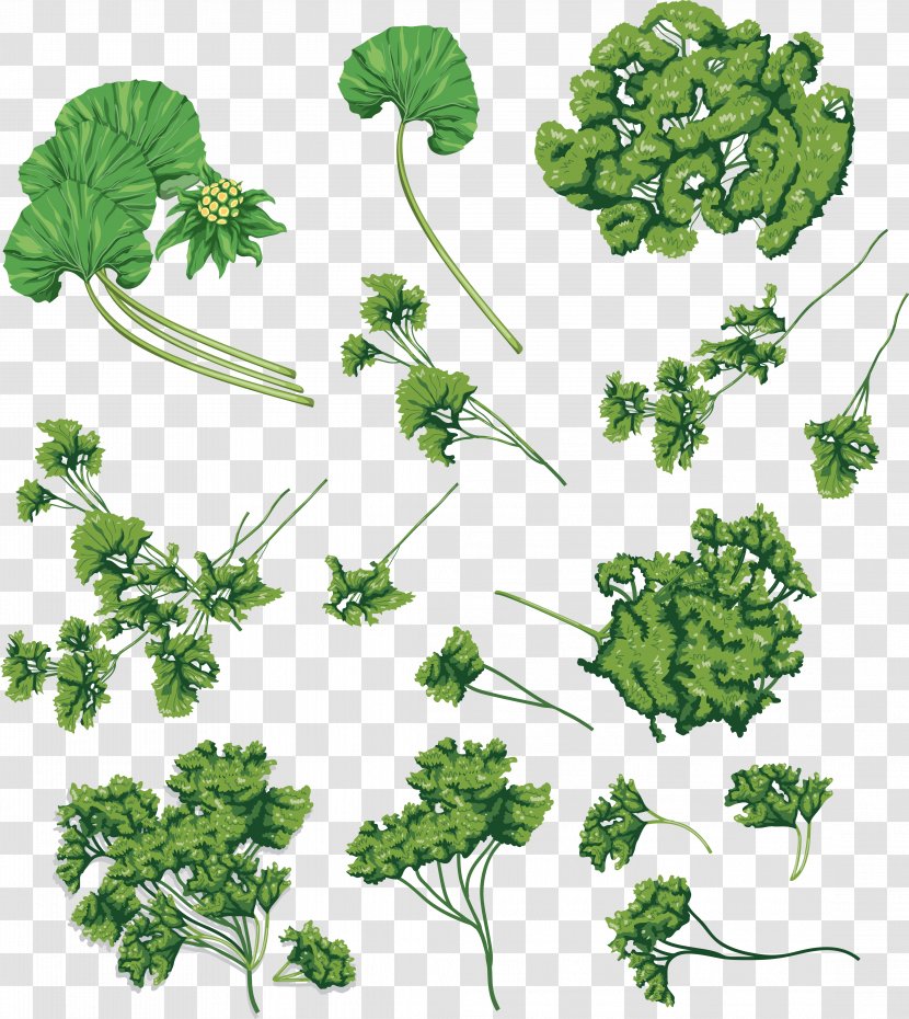 Parsley Coriander Herb Clip Art - Plant - Broccoli Psd Transparent PNG