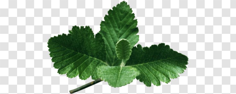 Leaf Tree Twig Clip Art - Plant Transparent PNG