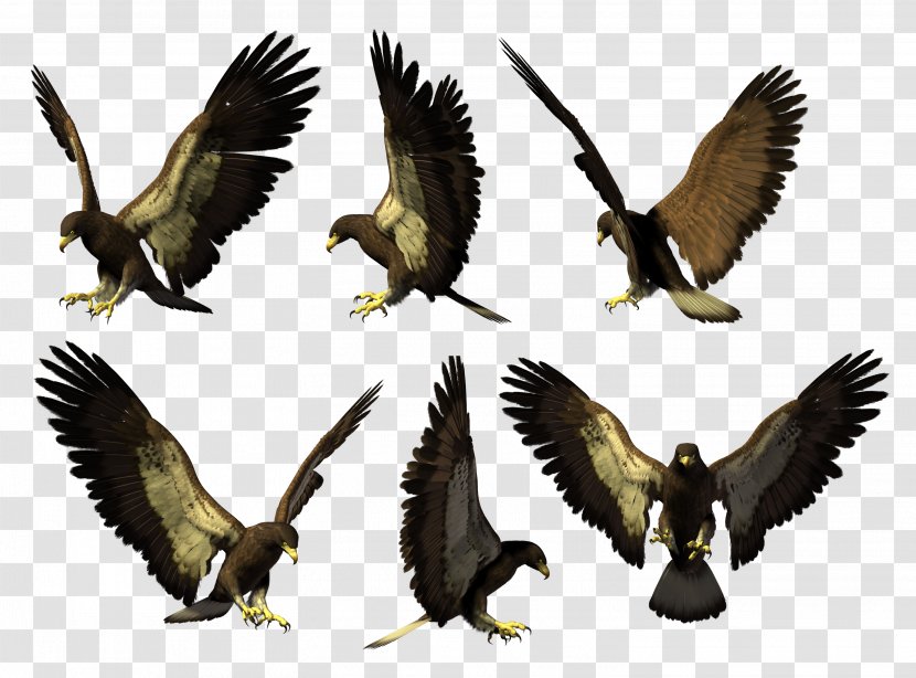 Eagle Buzzard Hawk Vulture Beak - Feather Transparent PNG