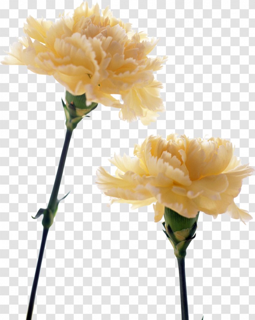 Carnation Birth Flower Yellow Bouquet - CARNATION Transparent PNG