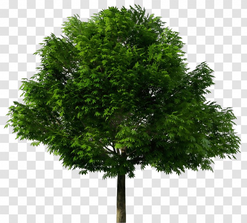 Clip Art Tree Transparency Vector Graphics - Leaf - Plant Stem Transparent PNG