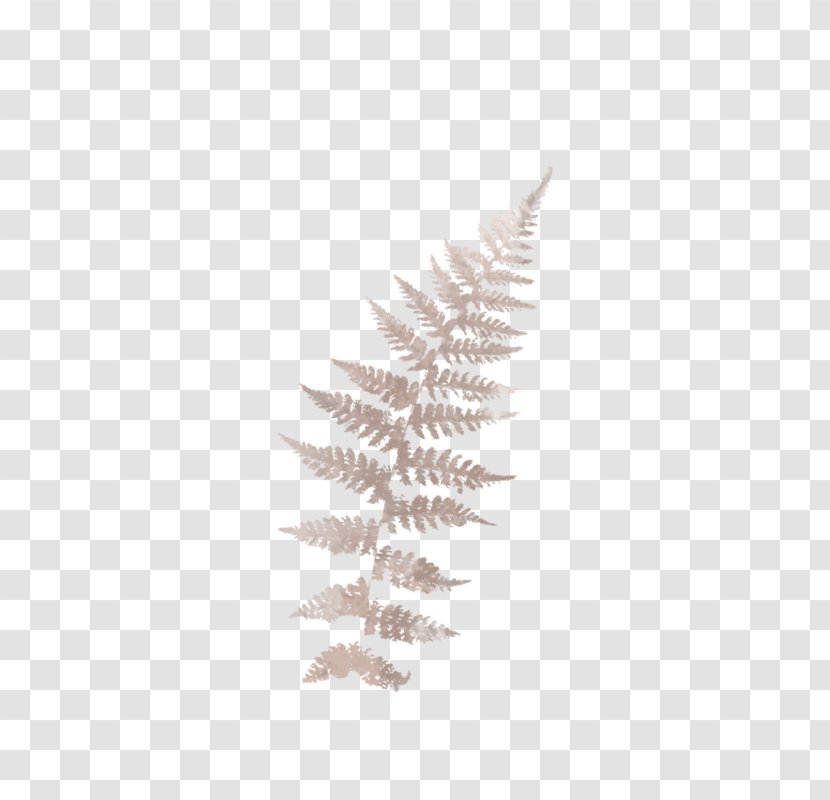 Pine Family - Plant - Fern Transparent PNG