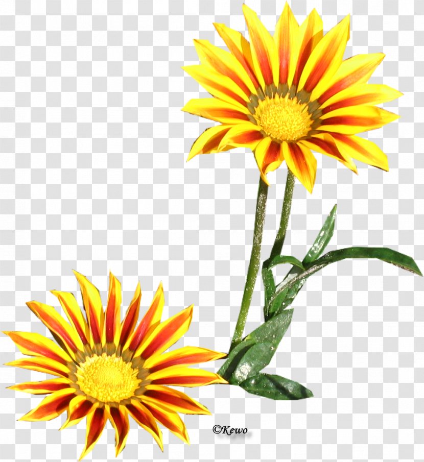 Common Daisy Chrysanthemum Oxeye Family Sunflower Seed - Annual Plant Transparent PNG