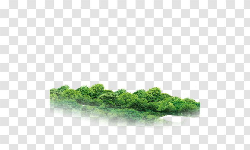 Forest Tree Vecteur Transparent PNG