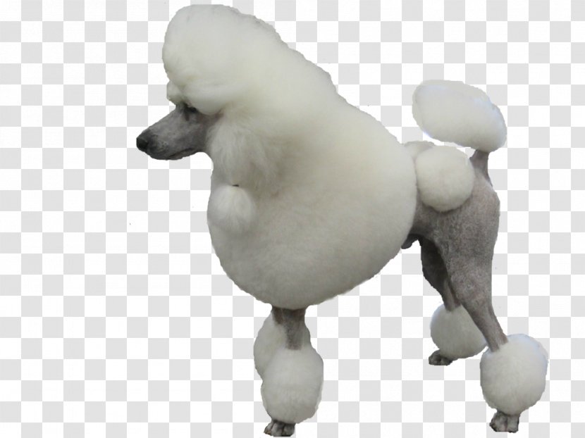 Standard Poodle Puppy Dog Breed Toy - Non Sporting Group Transparent PNG