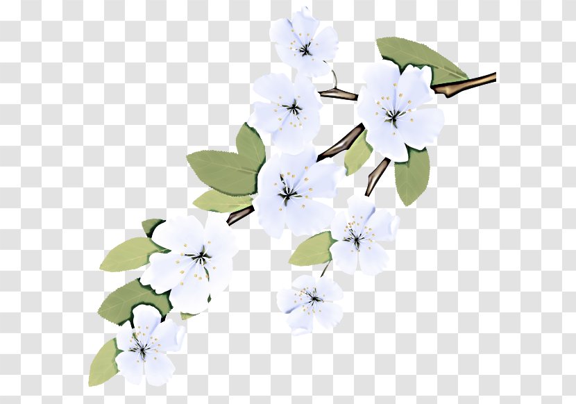 Cherry Blossom - Flowering Plant - Twig Transparent PNG