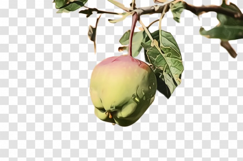Plant Fruit Flower Flowering Food - Apple Transparent PNG