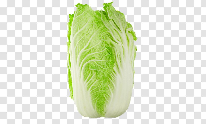 Chinese Cuisine Cabbage Napa Savoy - Spring Greens - Bok Choy Transparent PNG