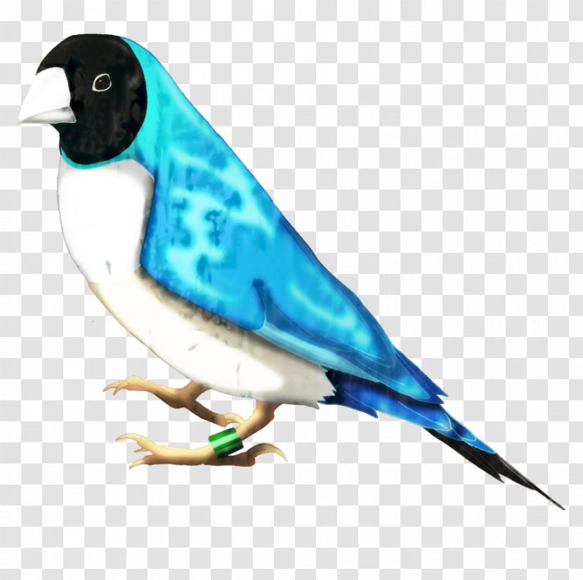 Bird Parrot - Songbird - Perching Transparent PNG