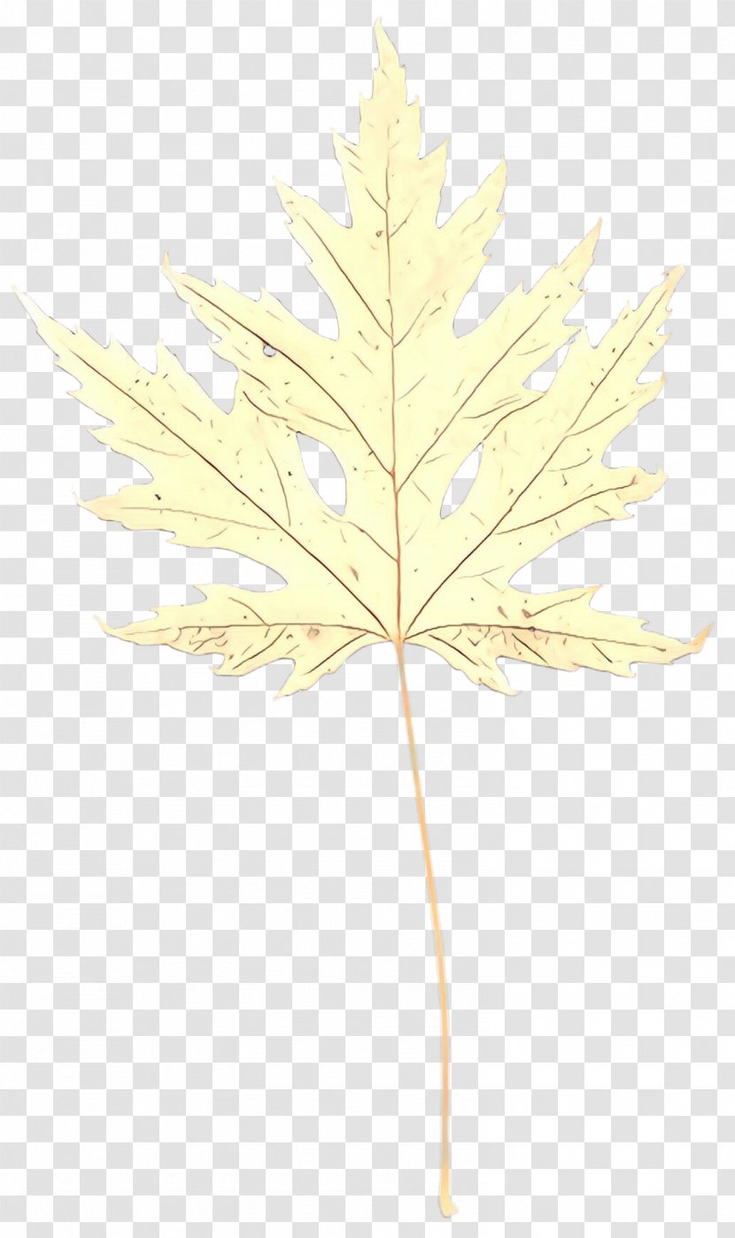 Maple Leaf - Flower White Pine Transparent PNG