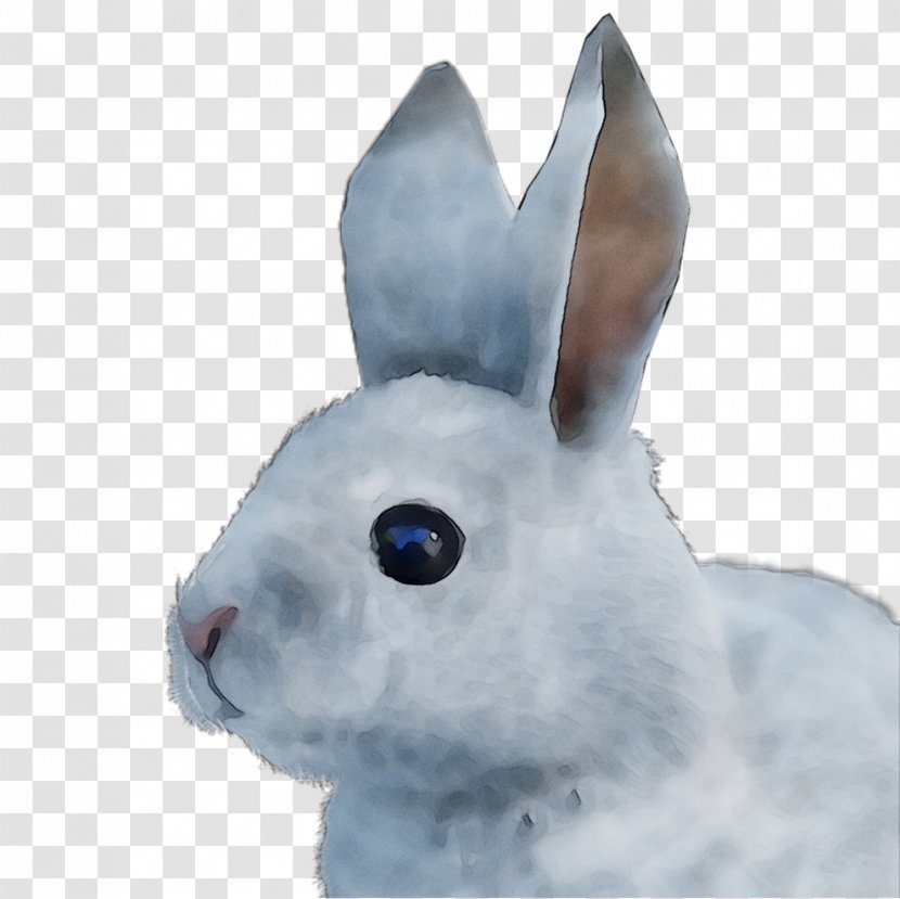 Domestic Rabbit Hare Easter Bunny Fur - Whiskers Transparent PNG